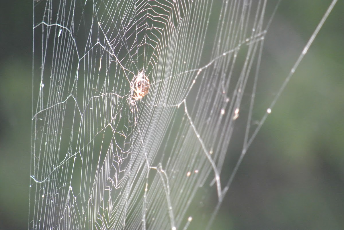 Furrow Orb Weaver Spider Web