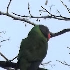 Slaty-headed Parakeet