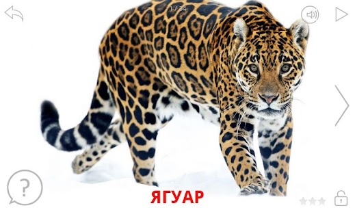 download Обитатели Африки и их звуки free