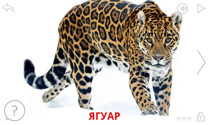 Обитатели Африки и их звуки Screen 1