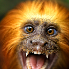 Terrify by Roy Ardy - Animals Other Mammals