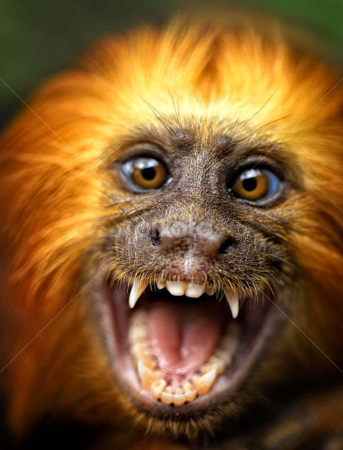 Terrify by Roy Ardy - Animals Other Mammals