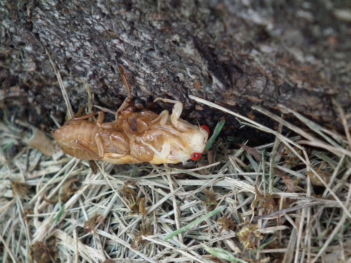 Periodical Cicada, molting