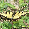 Eastern Tiger Swallowtail