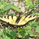 Eastern Tiger Swallowtail