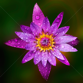 Lotus 19 by TEDDY ZUSMA - Flowers Flowers 2011-2013