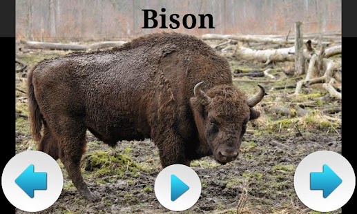 How to get North American Animals Sounds 1.0 mod apk for laptop