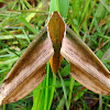 Yam Hawk-moth