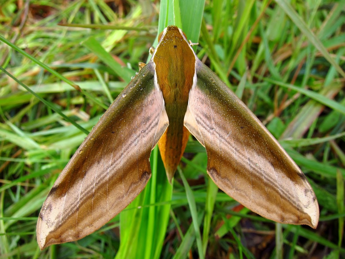 Yam Hawk-moth
