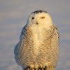 Snowy Owl