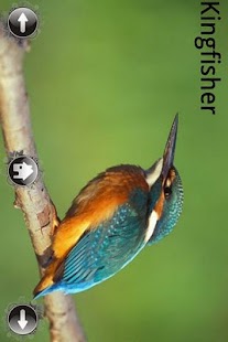How to download Animal Sound 1.0 mod apk for android
