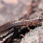 Dwarf Salamander