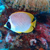 Philippine butterflyfish