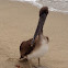 Atlantic Brown Pelican (Juvenile)
