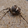 Cross Orbweaver