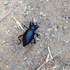 Stink beetle