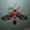 Scarlet-Bodied Wasp Moth