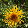 Curly-Head Goldenweed