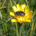 Common dotted fruit chafer