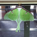 Luna Silk Moth