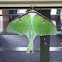 Luna Silk Moth