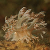 Nudibranch - Marionia