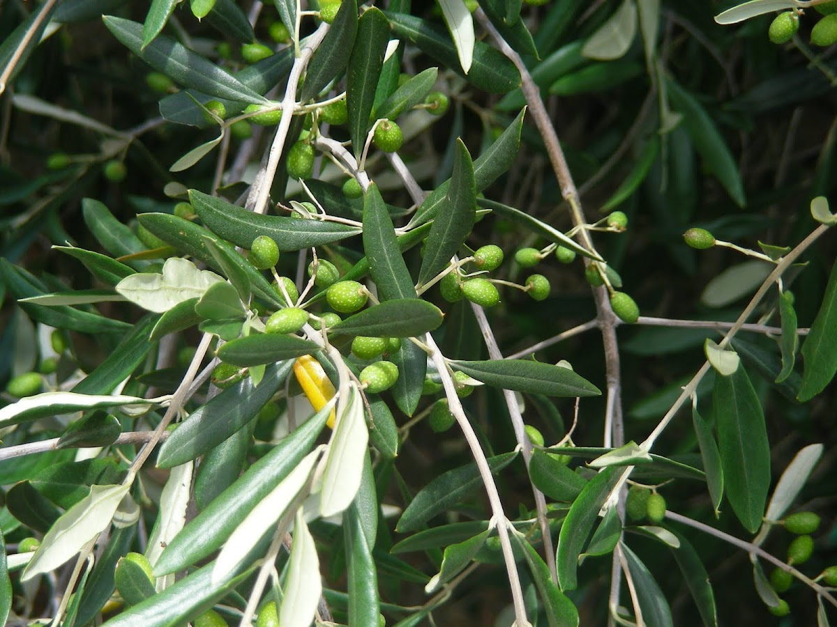 Green olives