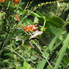 western tiger swallowtail