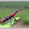 Straight-snouted weevil~