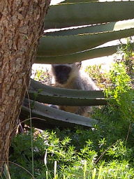 Vervet Monkey