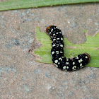 Unknown caterpillar