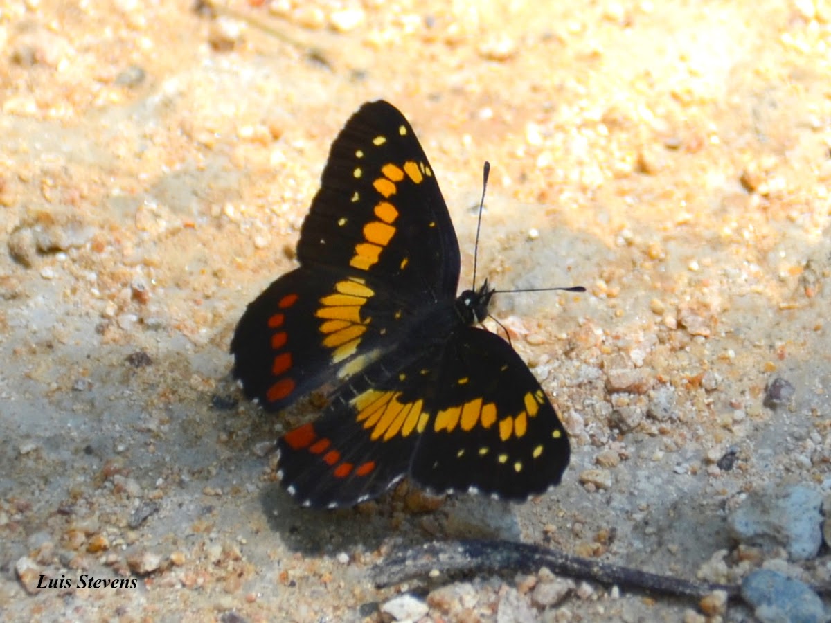 Eumeda Checkerspot butterfly