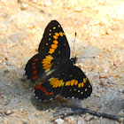 Eumeda Checkerspot butterfly