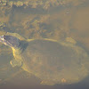 Florida Softshell Turtle