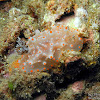 Batangas Nudibranch