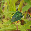 green shield bug