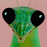 MACRO CLOSEUP OF THE PRAYING MANTIS by Leslie Crotty -  