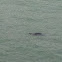 Pacific Harbor seal