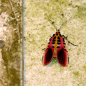 Arctia moth