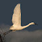 Garceta común (Litle Egret)