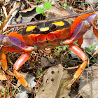 Halloween Crab