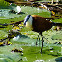 African jacana