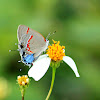 Red-banded Hairstreak Butterfly