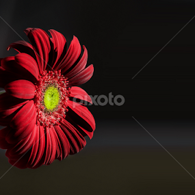 Light ! by Emanuel Fernandes - Flowers Single Flower