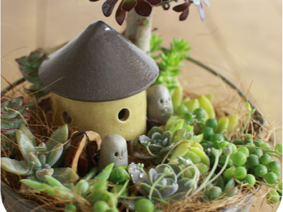 いろいろ スマホ 多肉 植物 壁紙 312023