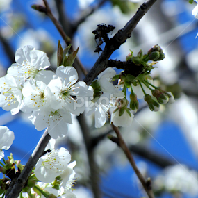White beauty  by Suaib Akhter - Flowers Flower Buds