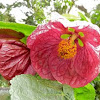 Abutilon flower