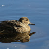 Green-winged Teal - female