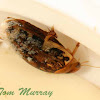 Predacious Diving Beetle infected with fungus