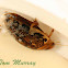 Predacious Diving Beetle infected with fungus